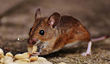 24 Hour & Emergency Exterminators in Stockbridge Indian Reservati, WI